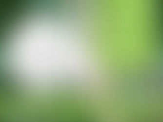 Eco-Friendly BPA-Free Plates in India: Health & Sustainability Benefits of Chemical-Free Dining