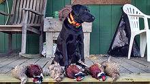 quail and pheasant hunt Roans Branch birdhuntnc.com
