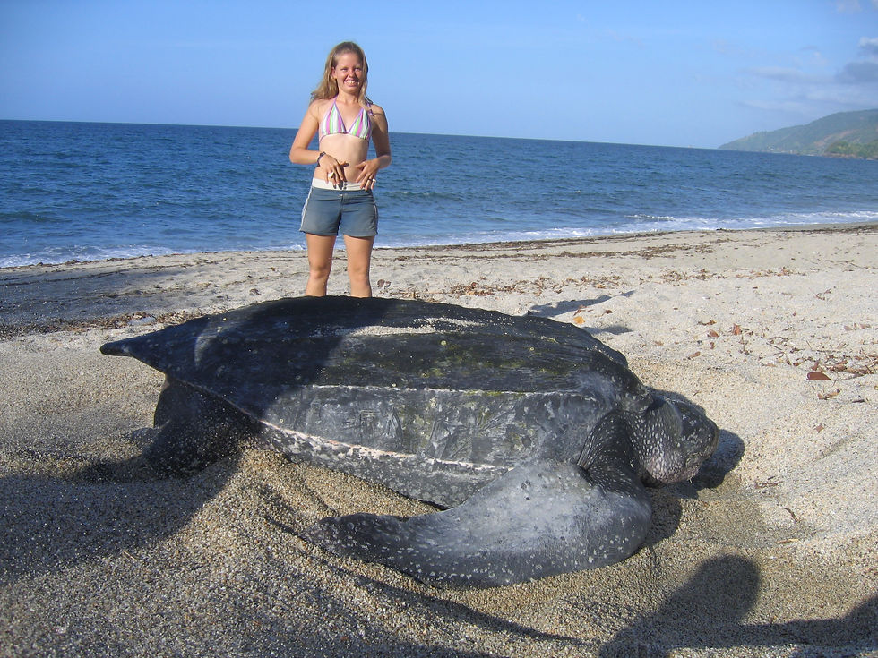 Leatherback turtle Paria