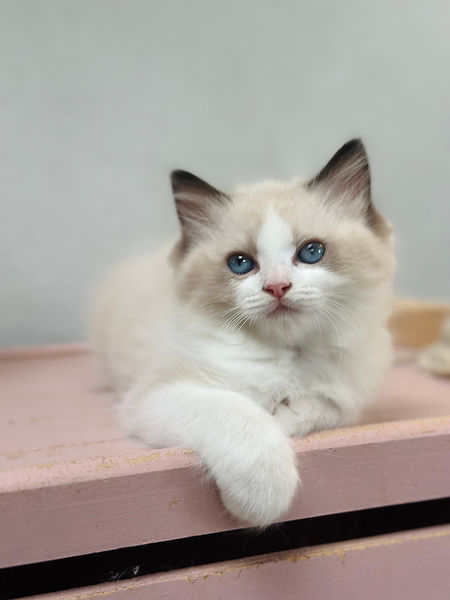 chaton-loof-ragdoll-domaine-helipon-seal-bicolore