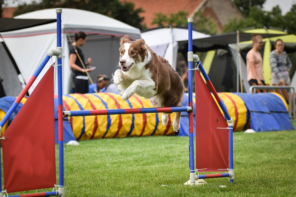 koira hyppää agility