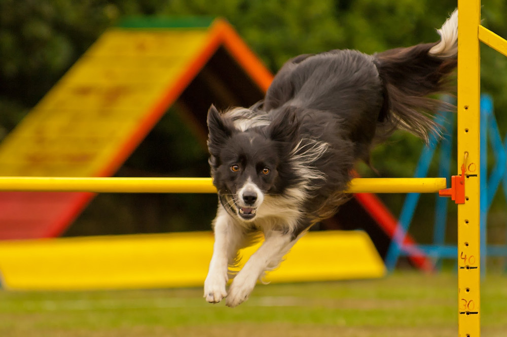 Agility koira hyppää esteen yli