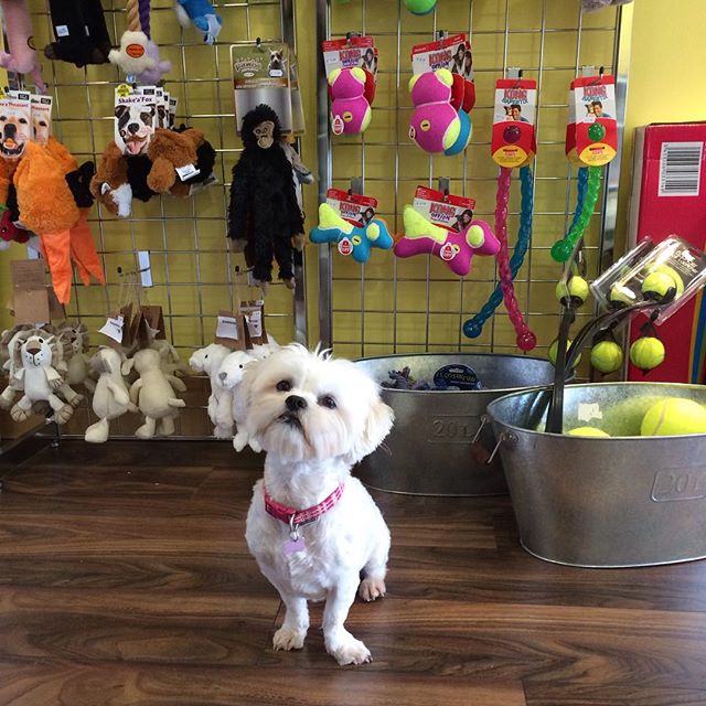 happy hound pet store