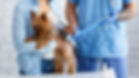 Procurato - Pet Insurance