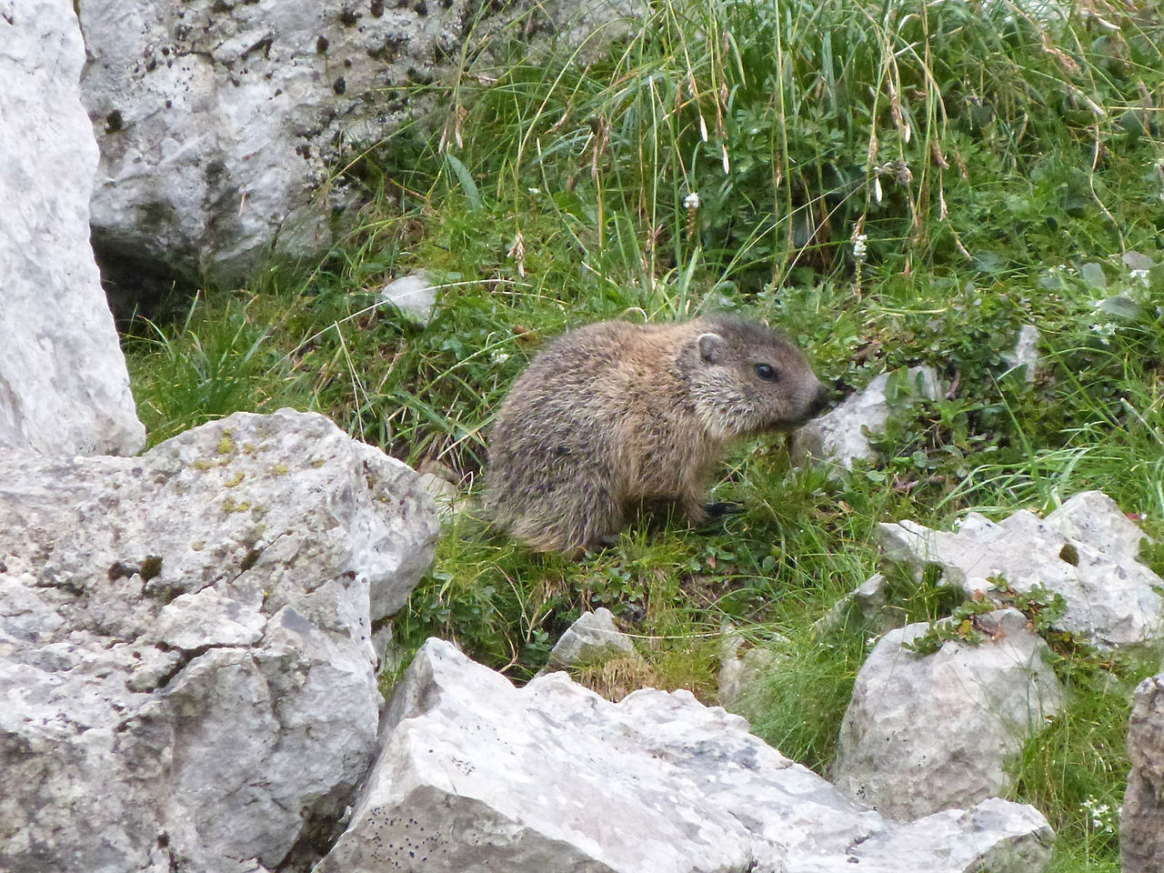 bébé marmotte