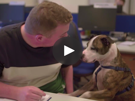 Helping animals find their forever homes with Reverse Matching