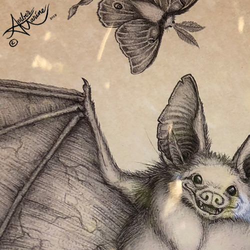 "night Flight" bat and luna moth illustration by Amber Marine, © 2018, all rights reserved.