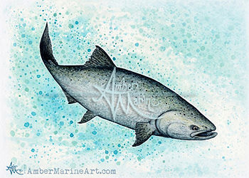 King / Chinook Salmon Watercolor Art by Amber Marine, Ā© 2016, all rights reserved