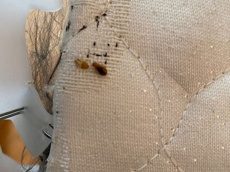 3 Reasons Why Super Clean People Get Bed Bugs