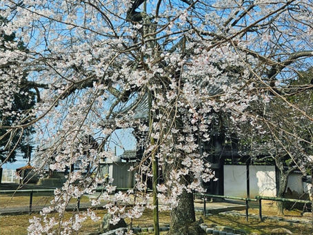 承天寺の桜