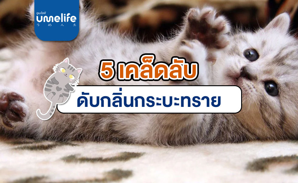 กำจัดกลิ่นทรายแมว