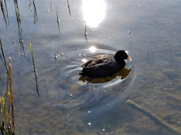 Nymphenburger Spaziergänge in dunklen Zeiten 