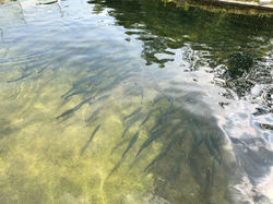 Forellenzucht Baden-Württemberg. Ohne Angelschein