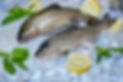 freshtroutonice.jpg