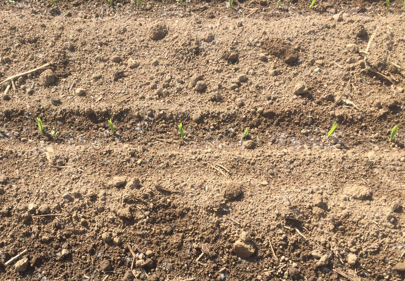 espacement des grains réguliers