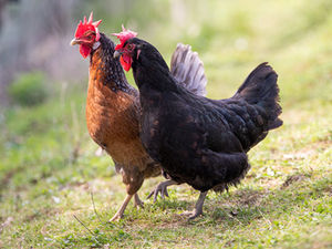 Poule et coq type Legorhn