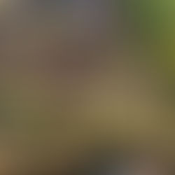 Beneficios de la Terapia en Contacto con la Naturaleza