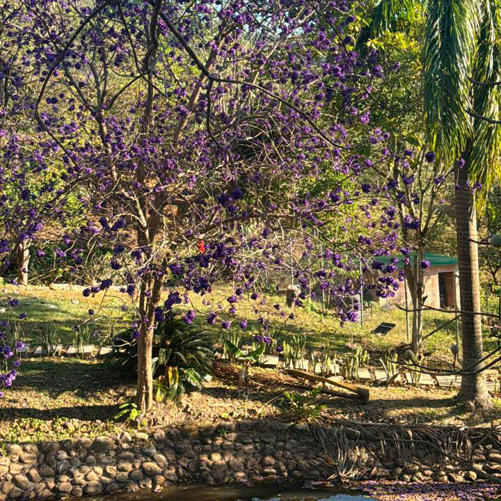 Beneficios de la Terapia en Contacto con la Naturaleza