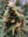 IMG_0891.jpeg