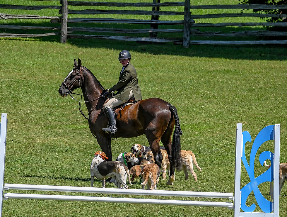 Hound Exercise- Caledon Riding Club