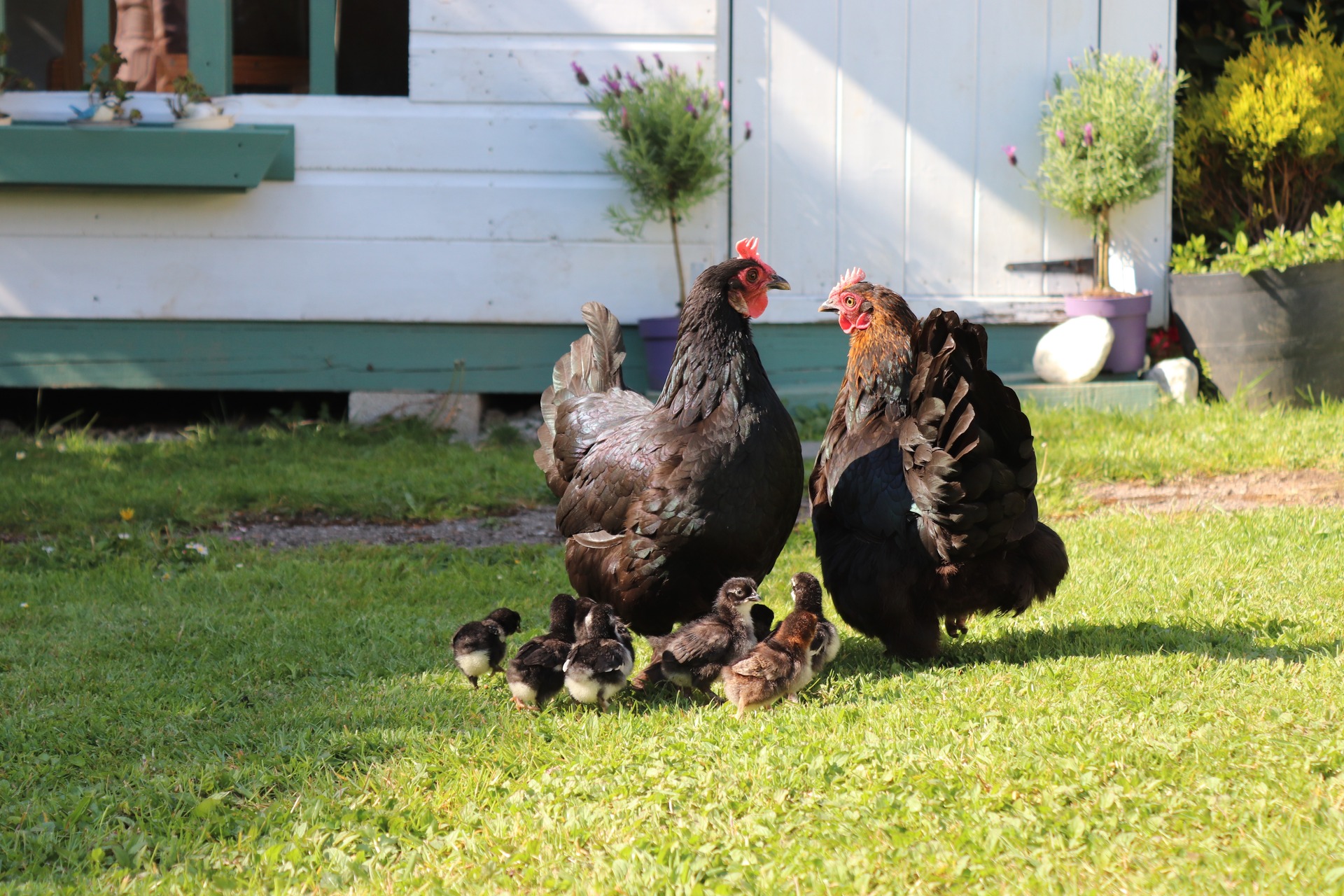Writer: Rievaulx Farm Shop