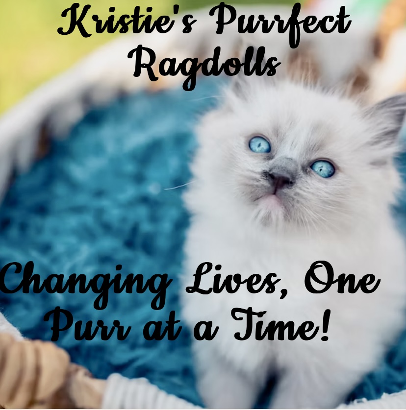 Writer: Kristie's Purrfect Ragdoll's