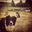 Writer: chesneysk9care