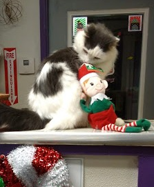 Writer: Penobscot Valley Humane Society