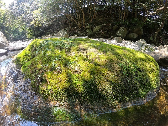 執筆者の写真: フォレストパークキャンプ場