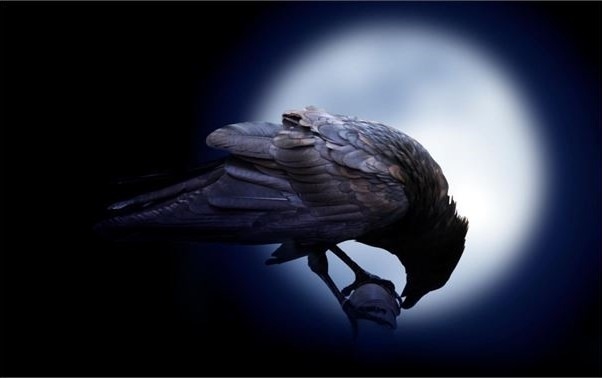 Writer: BosslyRaven