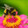 Writer: Pediatric Holistic Wellness