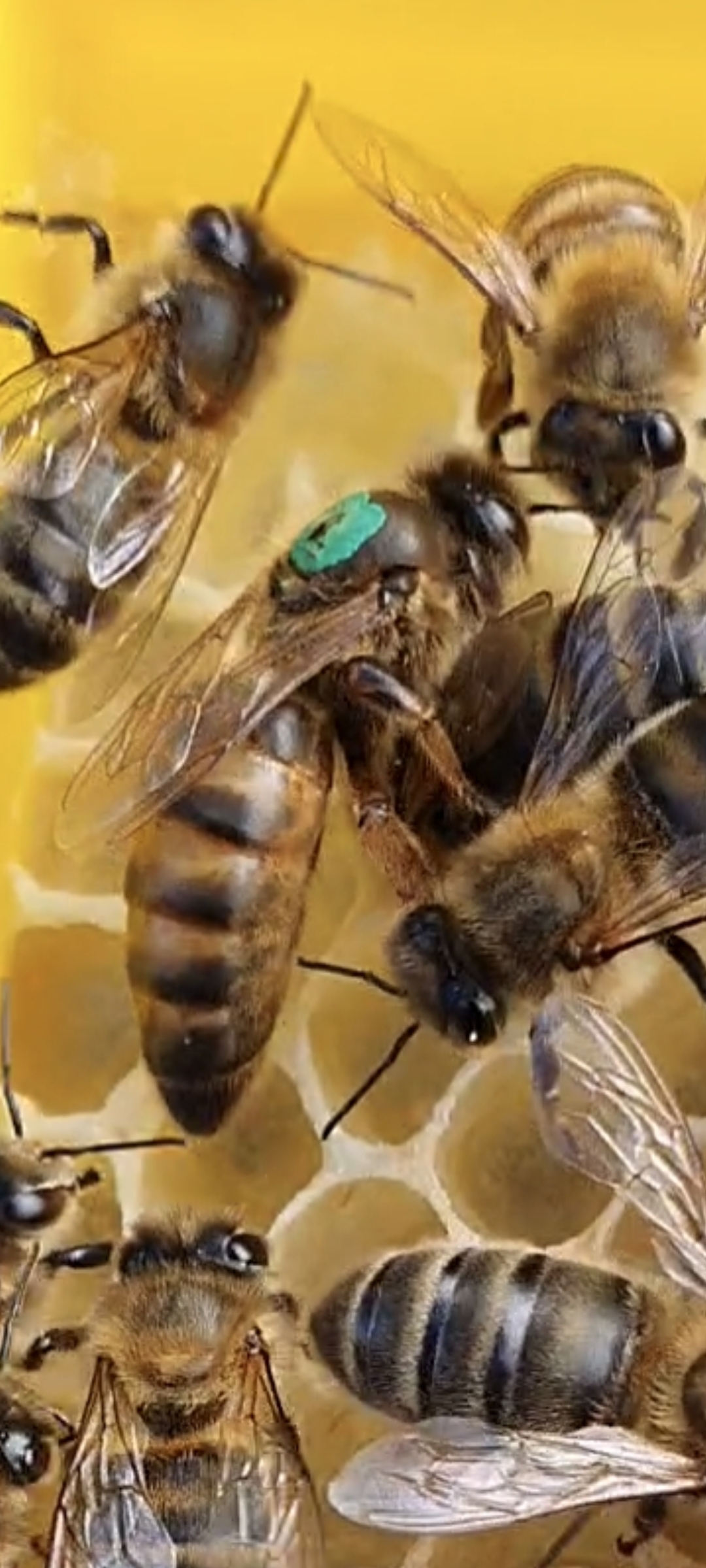 BM Honey Logo - Honey on White Vertical.jpg