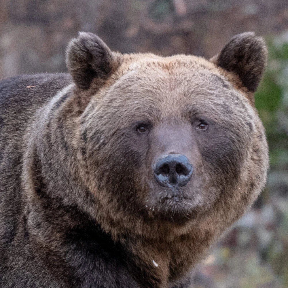 Writer: Johannes Björn Gårdbäck