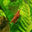 Writer: Canada Guppies