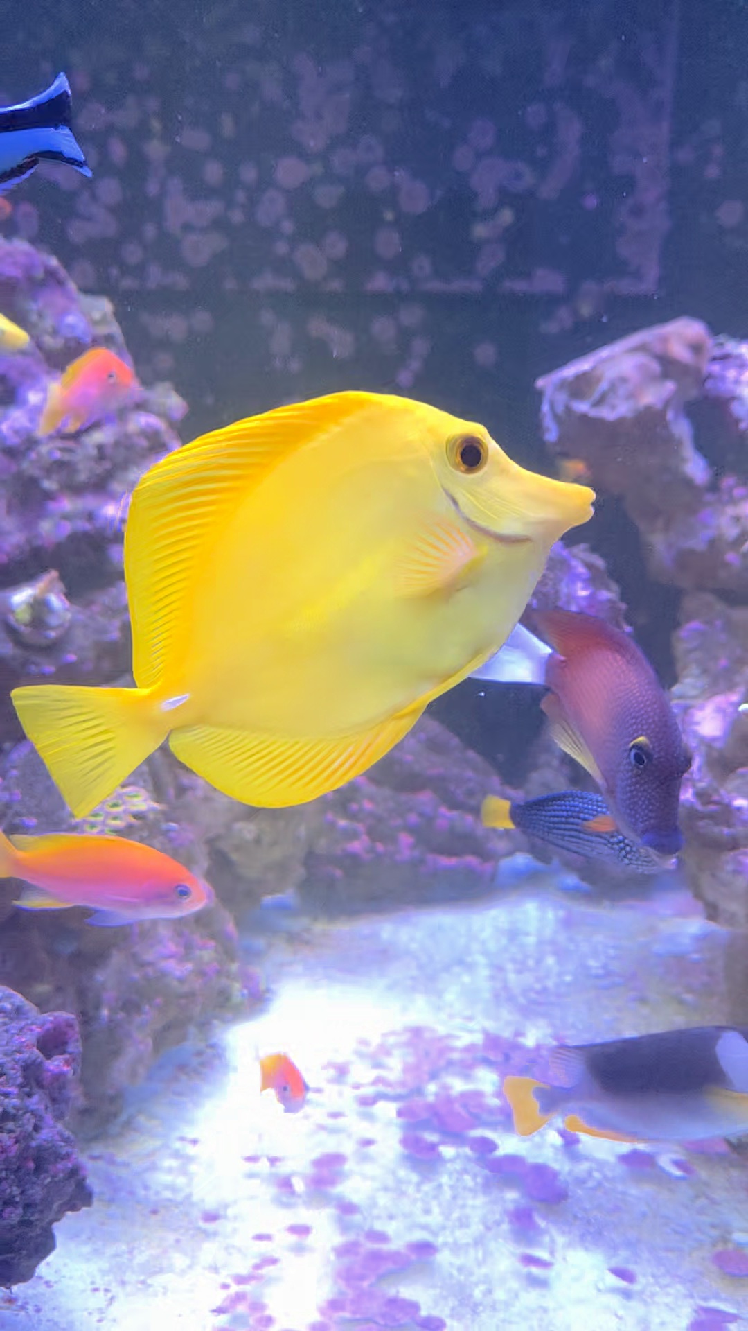 BM Honey Logo - Honey on White Vertical.jpg