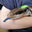 Writer: Blue Tongued Skink