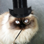 Writer: Kitten