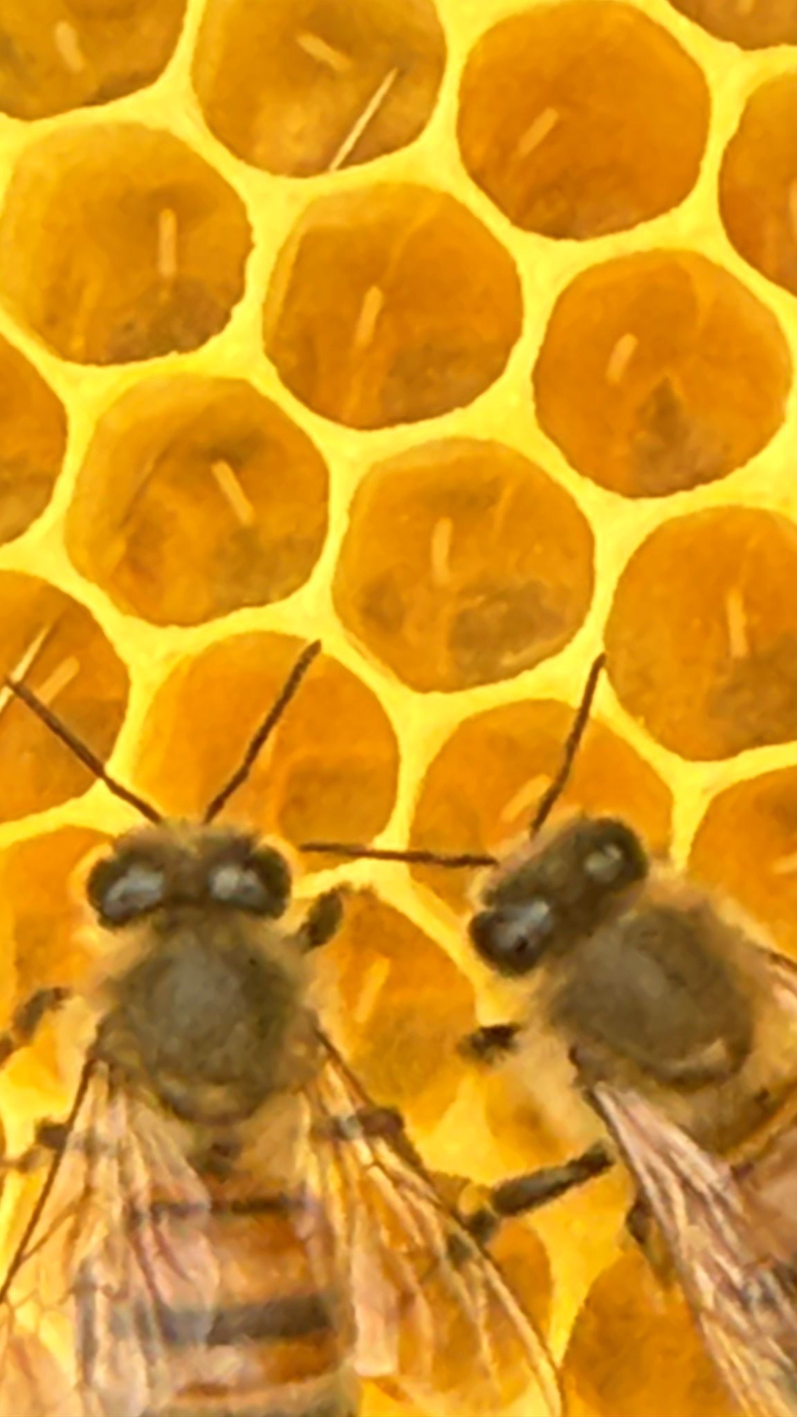 BM Honey Logo - Honey on White Vertical.jpg