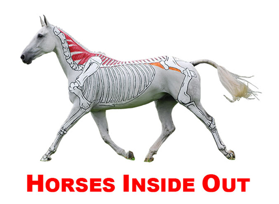 Writer: Horses Inside Out