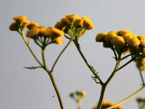 Elicriso (Helichrysum Italicum)