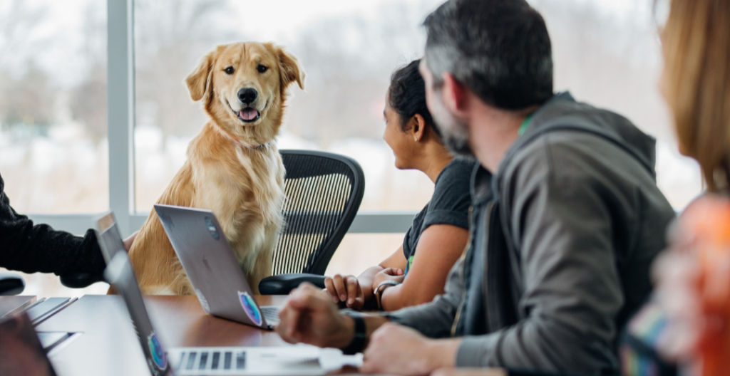 workers with computers at boardroom table focusing on golden retriever at the end of the table