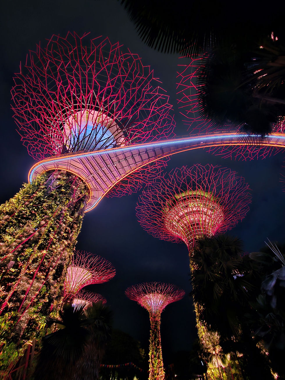 Finał spektaklu świateł – różowo-purpurowa iluminacja Supertree Grove, jednej z najbardziej charakterystycznych atrakcji Gardens by the Bay
