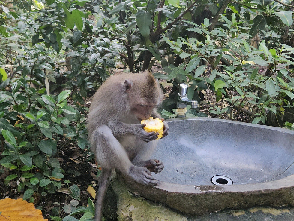 Makak Jawajski - Monkey Forest Ubud