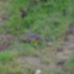 Świstak Monte Baldo – fauna Ogrodów Europy Jezioro Garda