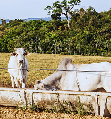 Imagem Bois e Pasto - SS Pec - Franquia Nutron | Cargil