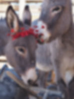 two donkeys wearing valentines day decorations on head