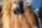close up of chestnut pony with white stripe on face