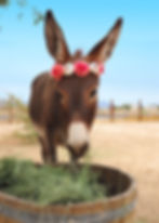donkey wearing pink and white flower frown on head