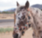 appaloosa horse in desert enclosure