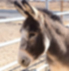 small brown donkey with white on face